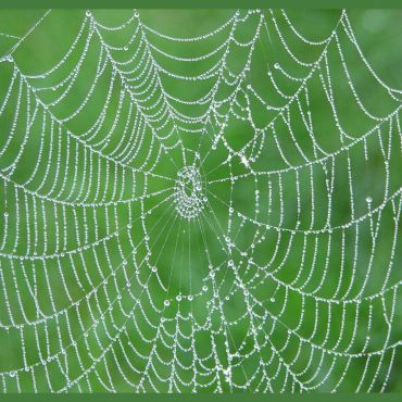 web