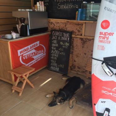 One of our resident dogs, Phoebe. Outside our kitchen where we make our sandwiches, cold drinks and coffees